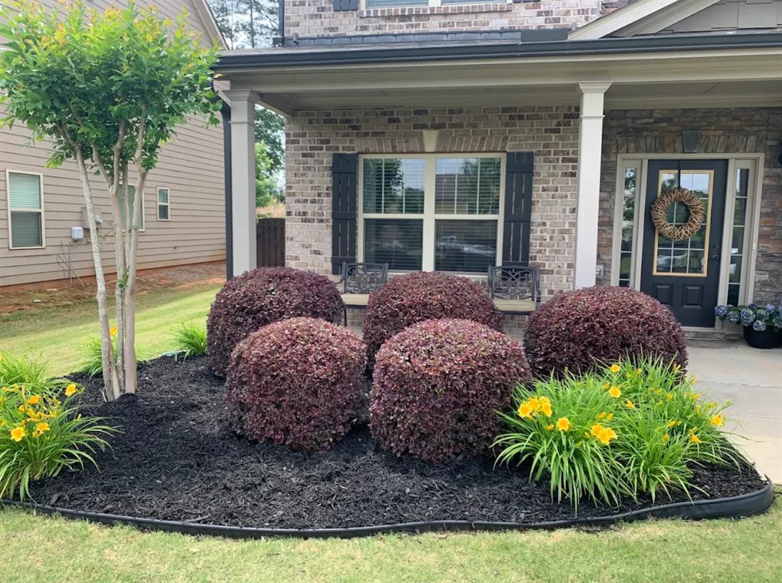 Fresh black mulch bed with trimmed shrubs and daylilies